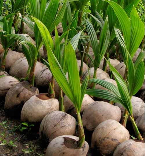 Coconut Malaysia - মালোইশিয়া  নারিকেল